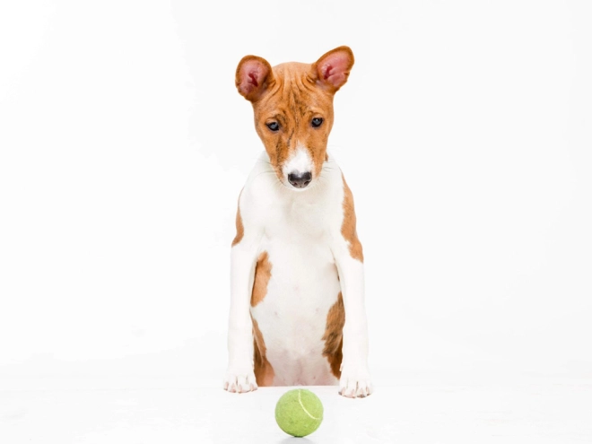 Perros Basenji en venta