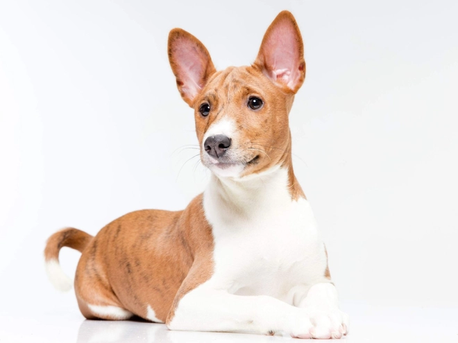 Perros Basenji en venta