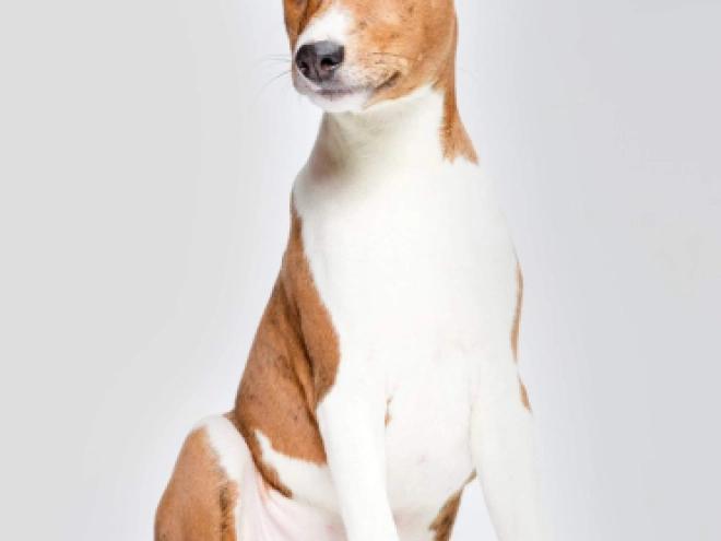 Perros Basenji en venta