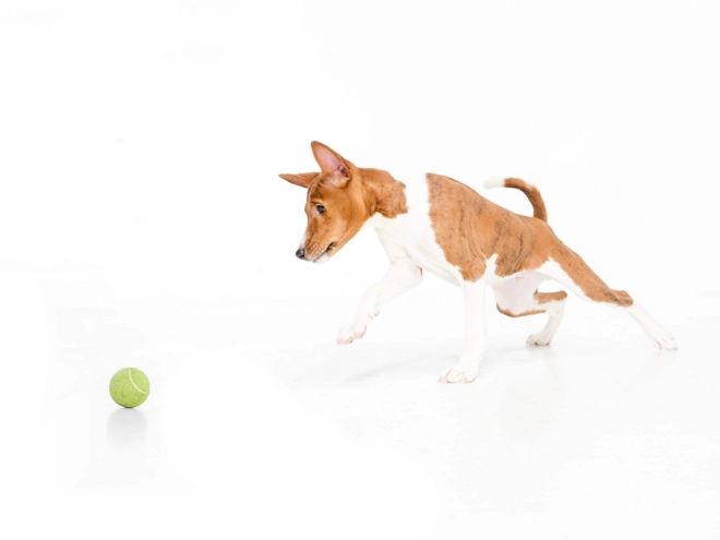 Perros Basenji en venta