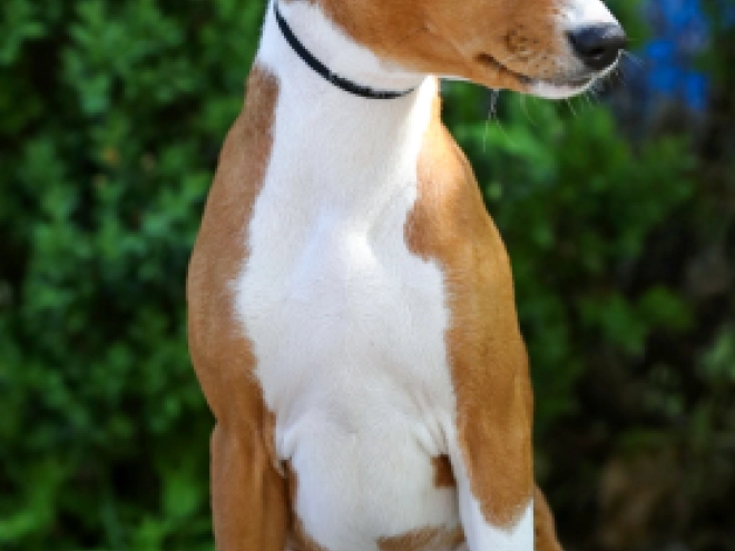Perros Basenji en venta