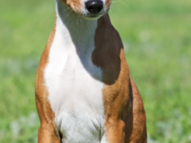 Perros Basenji en venta
