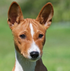 Perros Basenji en venta