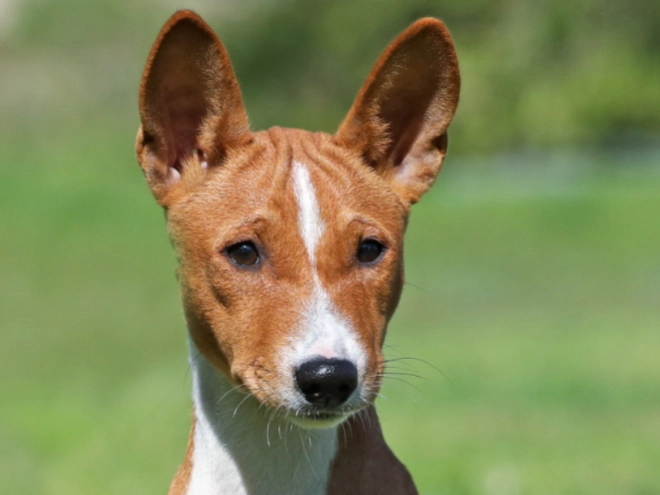 Perros Basenji en venta