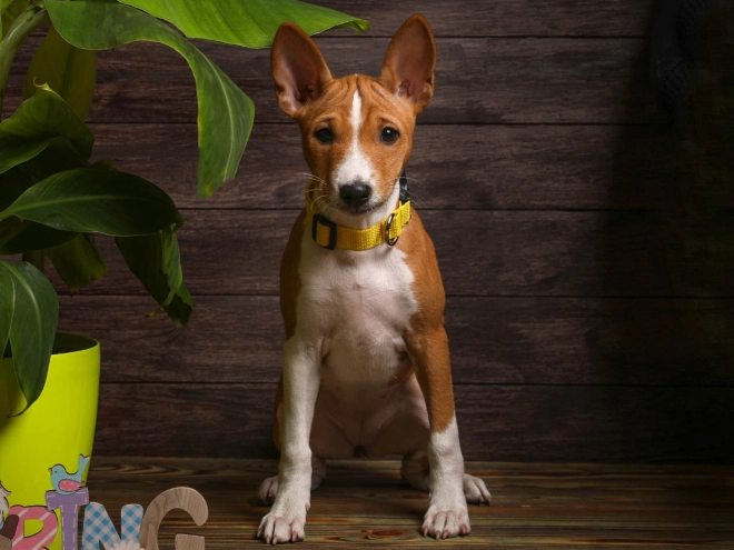 Basenji puppy for sale