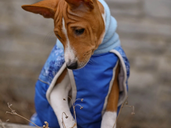 Basenji puppy for sale