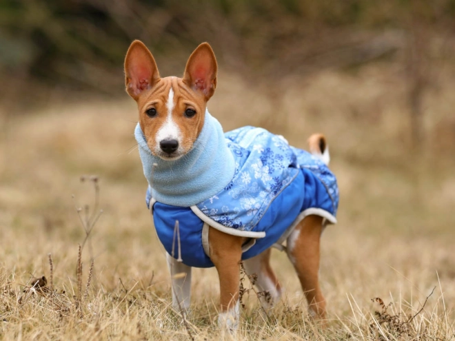 Basenji puppy for sale