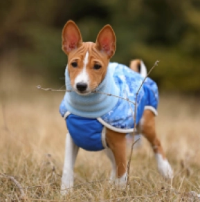Basenji puppy for sale