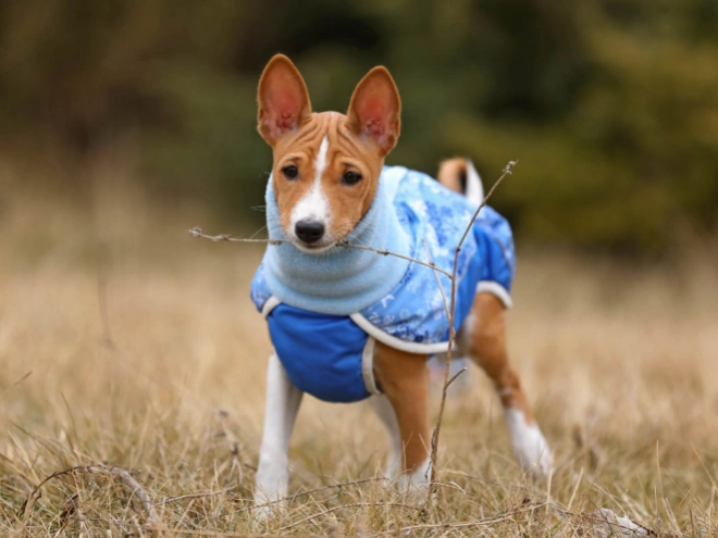 Basenji puppy for sale