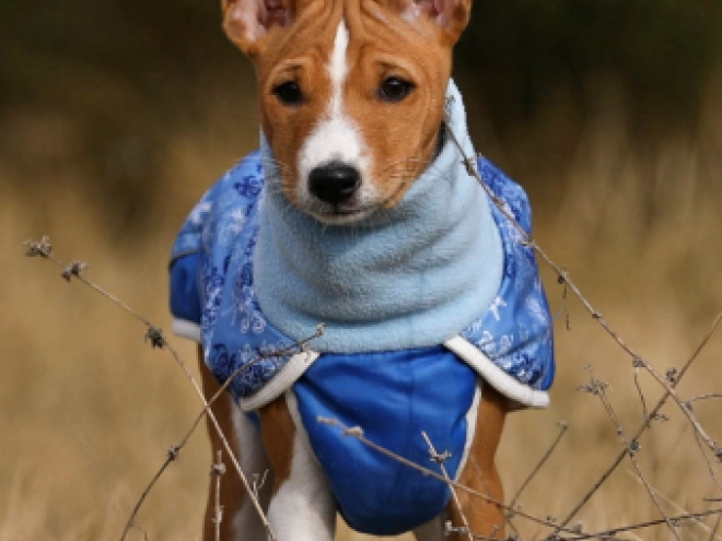 Basenji puppy for sale