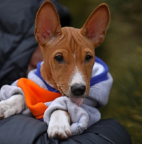 Basenji puppy for sale