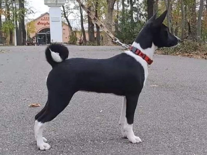 Basenji Welpe zu verkaufen