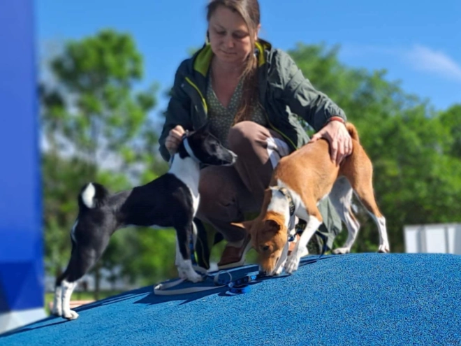 Basenji Welpe zu verkaufen