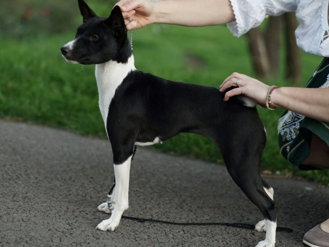 Basenji Welpe zu verkaufen