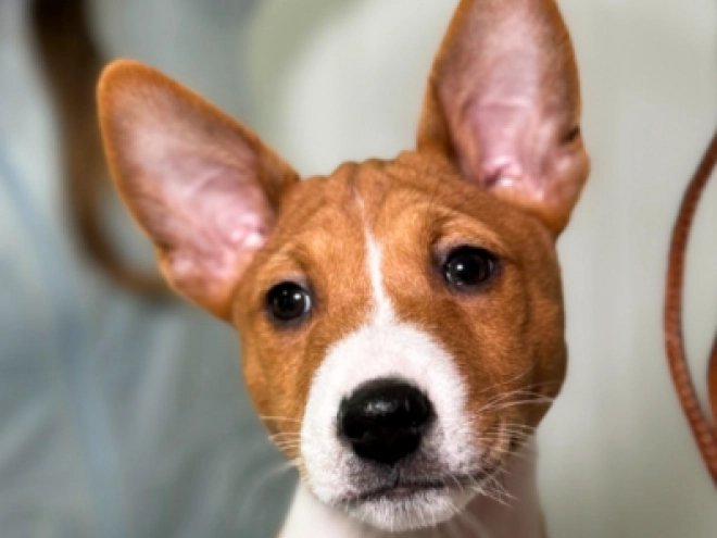 Basenji puppy for sale