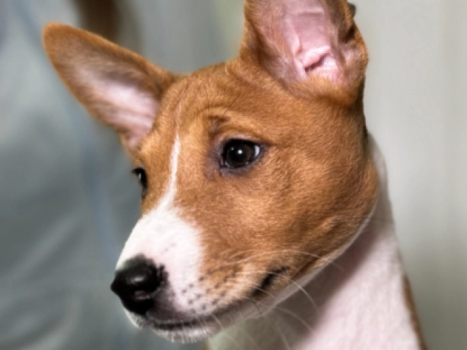 Basenji puppy for sale
