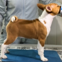 Perros Basenji en venta