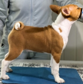 Basenji puppy for sale