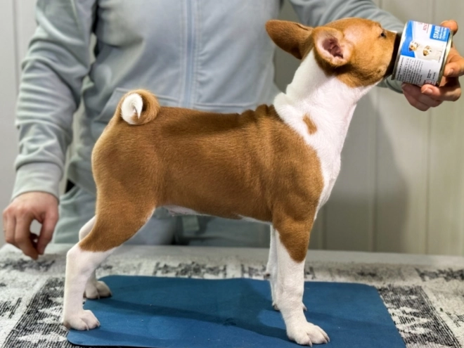 Basenji puppy for sale