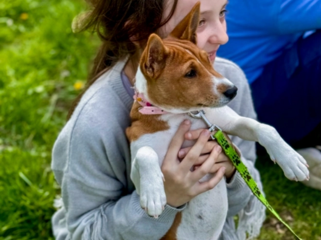 Basenji puppy for sale