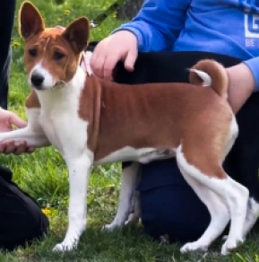Perros Basenji en venta