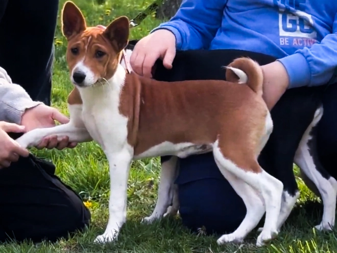 Basenji puppy for sale