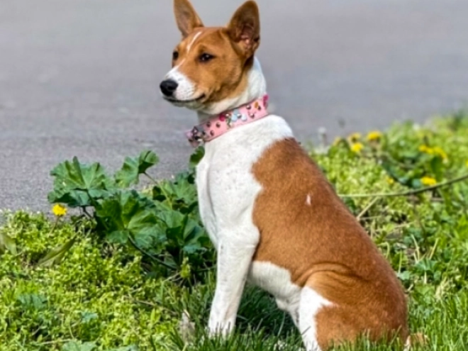 Basenji puppy for sale