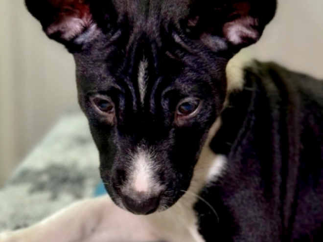 Basenji puppy for sale