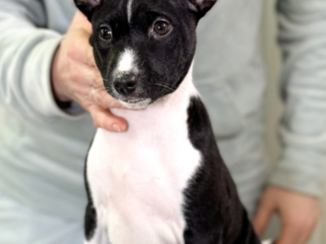 Basenji puppy for sale
