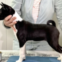 Perros Basenji en venta