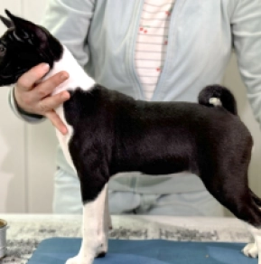 Basenji puppy for sale