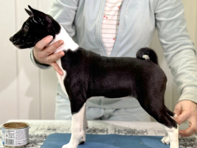 Basenji puppy for sale