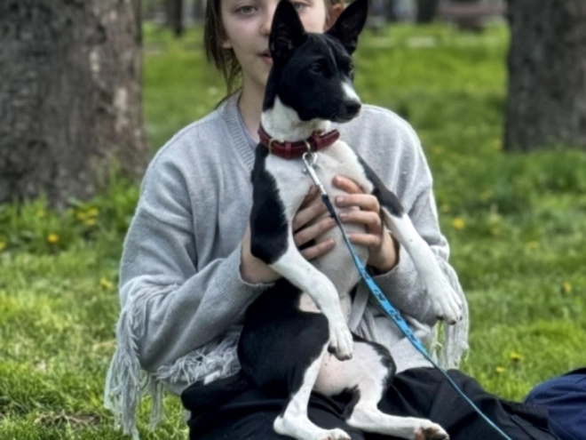 Basenji puppy for sale