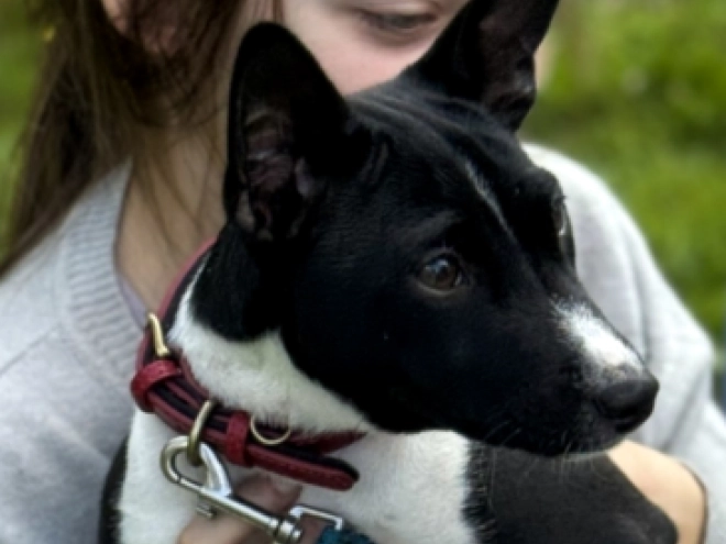 Basenji puppy for sale