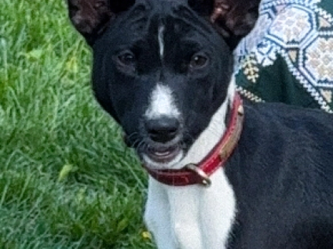 Basenji puppy for sale