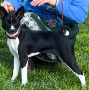 Perros Basenji en venta