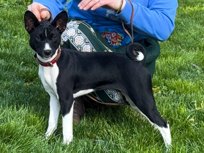 Basenji puppy for sale