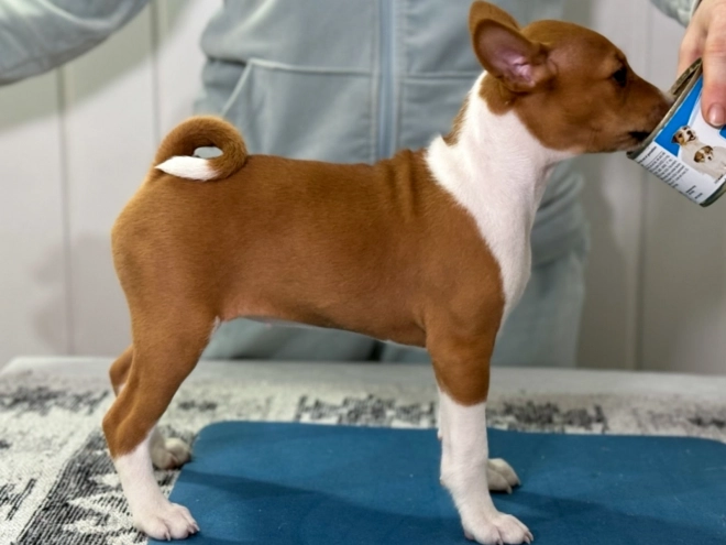 Basenji puppy for sale