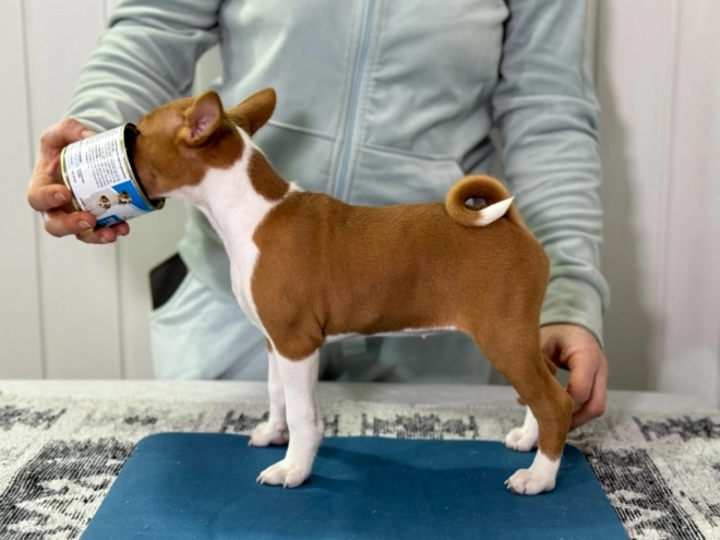 Basenji puppy for sale