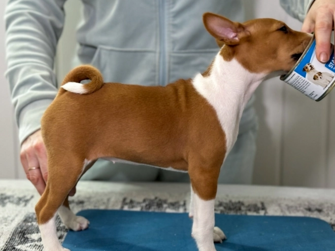 Basenji puppy for sale