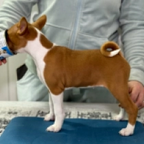Perros Basenji en venta