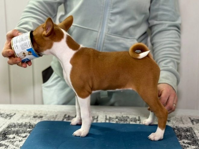 Basenji puppy for sale