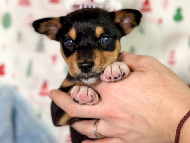 Perros Basenji en venta