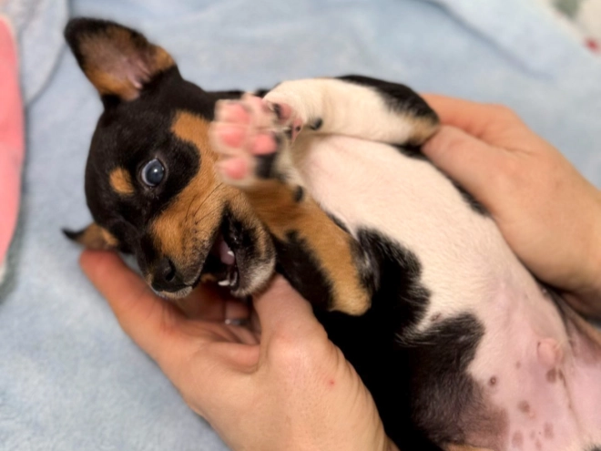 Perros Basenji en venta