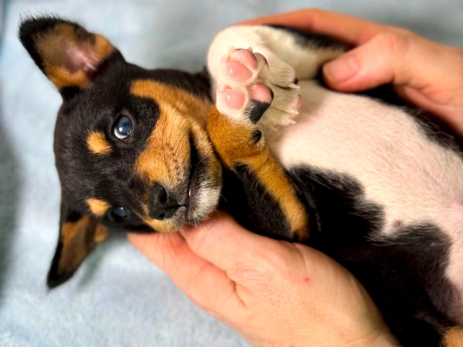 Perros Basenji en venta