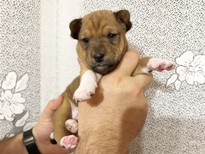 Basenji puppy for sale