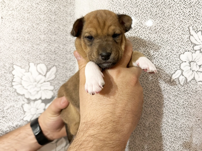 Basenji puppy for sale
