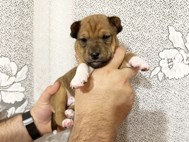 Basenji puppy for sale