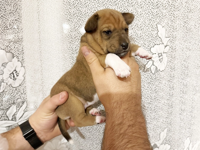 Basenji puppy for sale