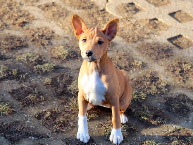 Basenji puppy for sale